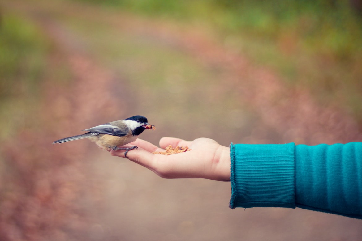 Finch eating seed from hand
