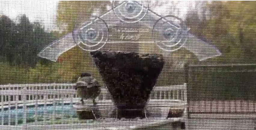chickadee-on-window-feeder
