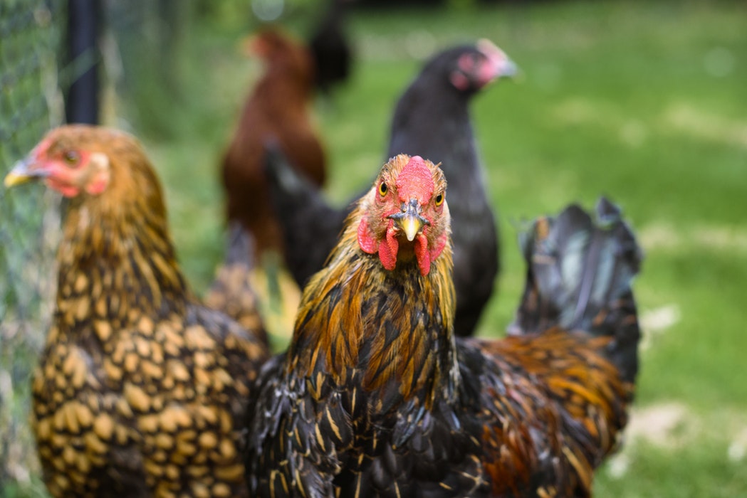 chickens-on-the-farm