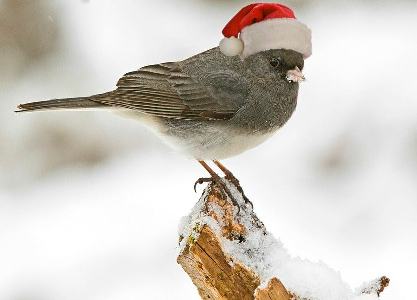Dark-eyed Junco wearing a Christmas hat