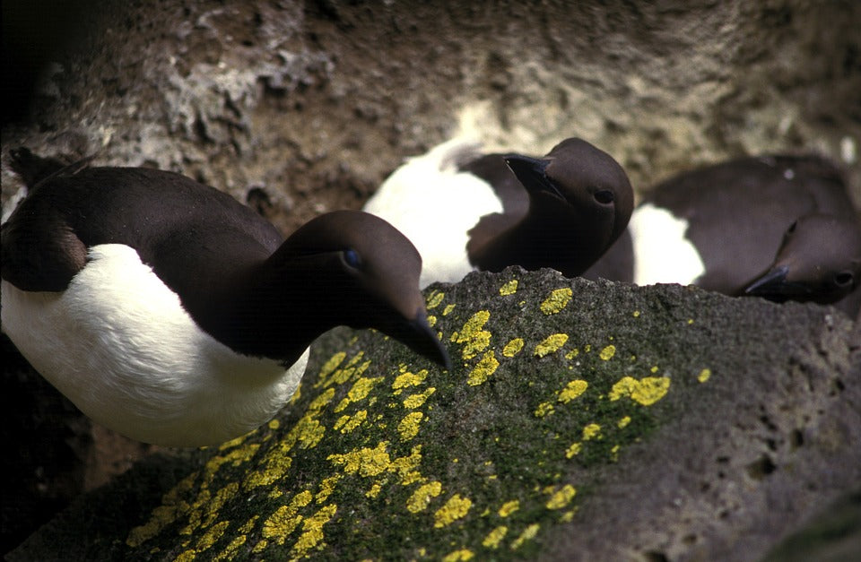 COMMON-MURRE