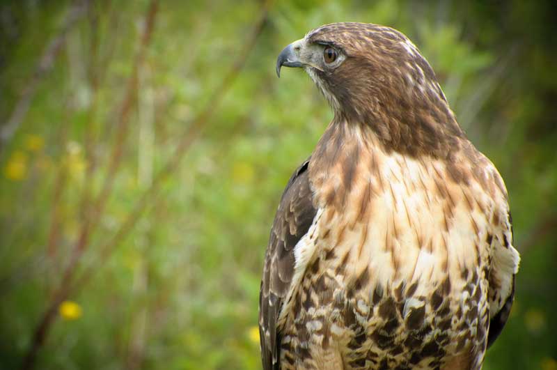 coopers-hawk