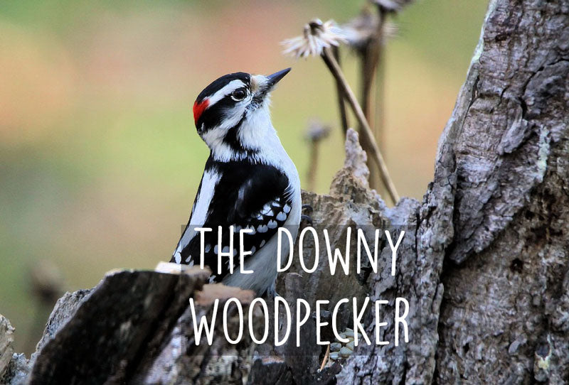 downy-woodpecker