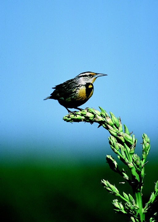 eastern-meadowlark