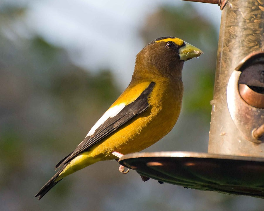 evening-grosbeak-on-feeder