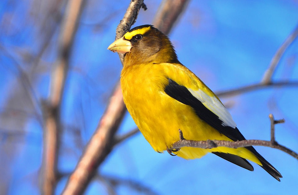 A Brief History of the Evening Grosbeak