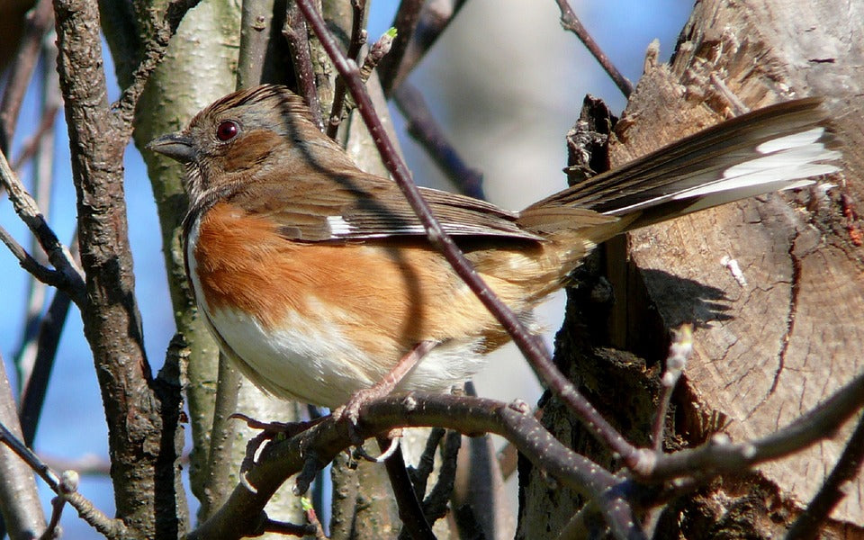 female-eastern-towhee