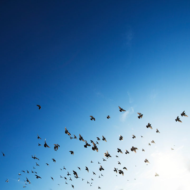 Explore 4 Fascinating Types of Bird Migration – Gilligallou Bird