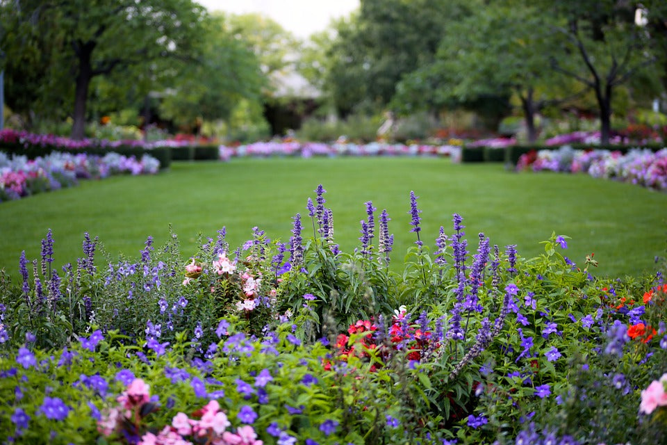 flower-bed