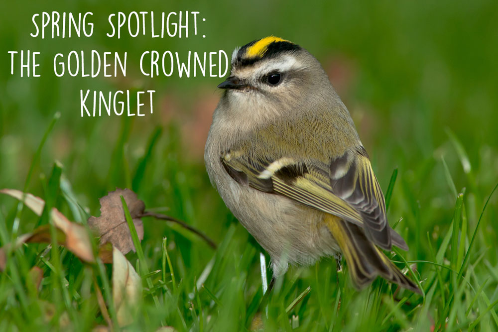golden-crowned-kinglet