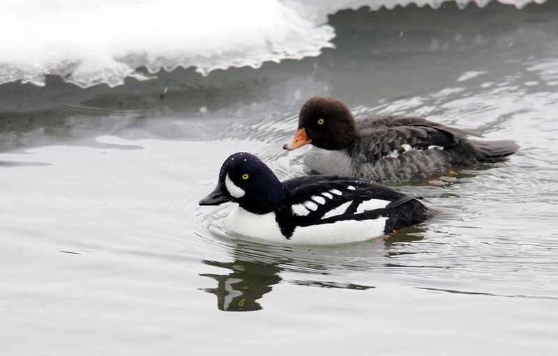goldeneye-ducks-on-the-river
