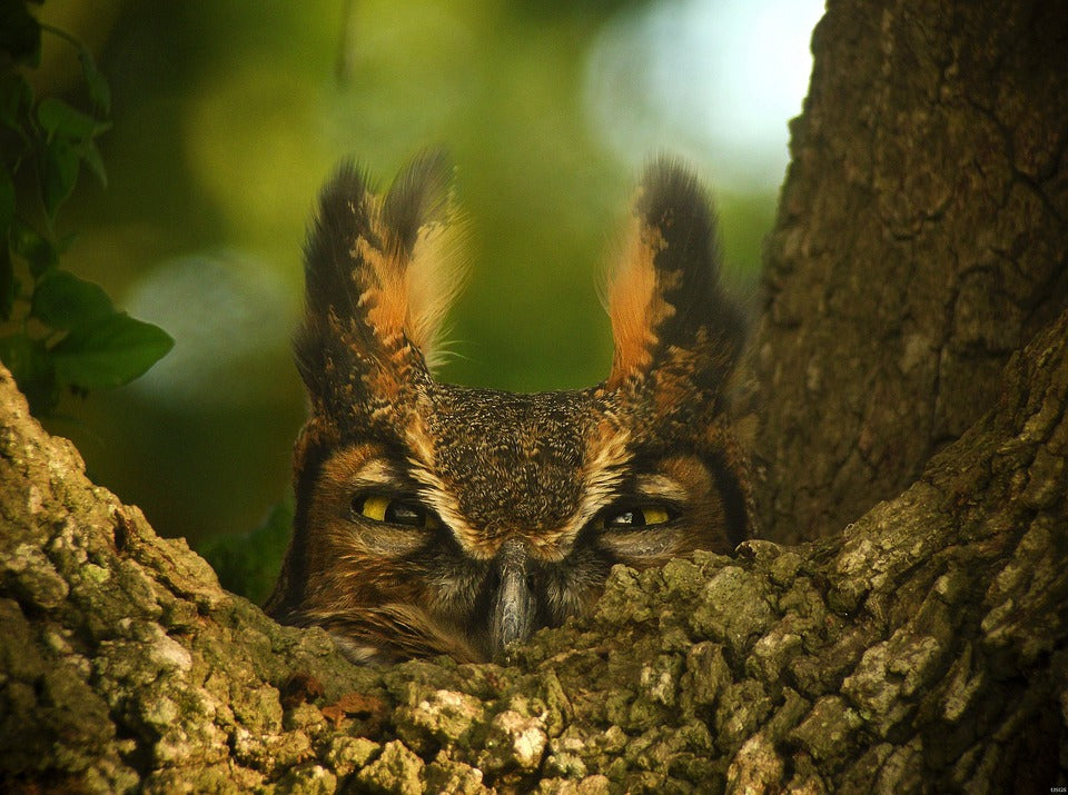 great-horned-owl-hiding-in-tree