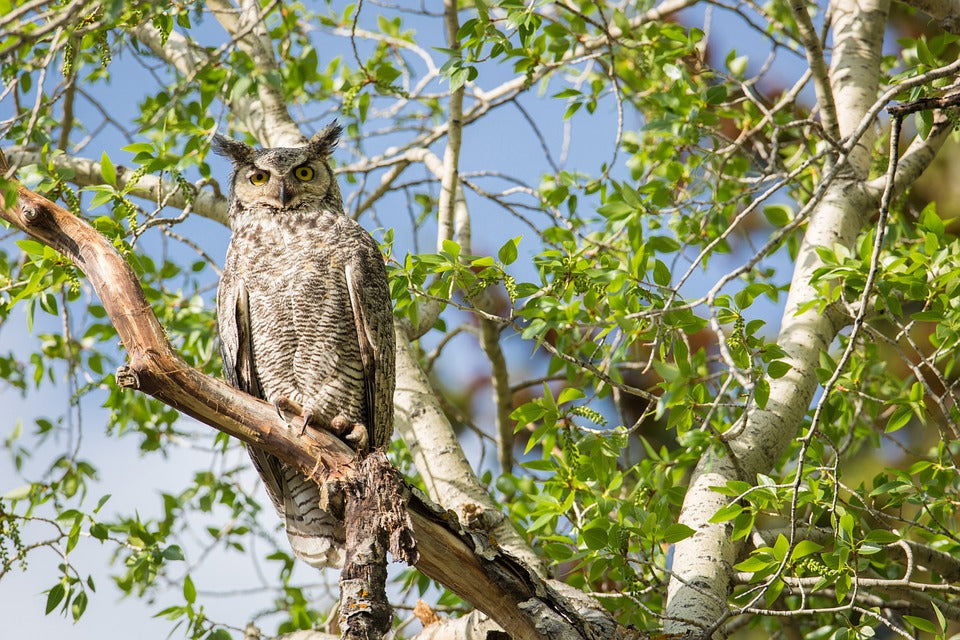 great-horned-owl-in-tree