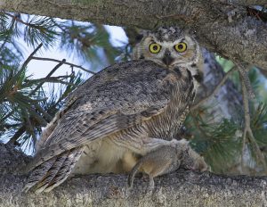  great-horned-owl