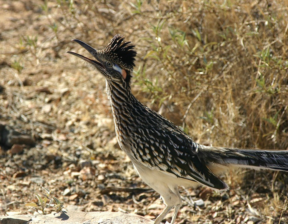 greater-roadrunner