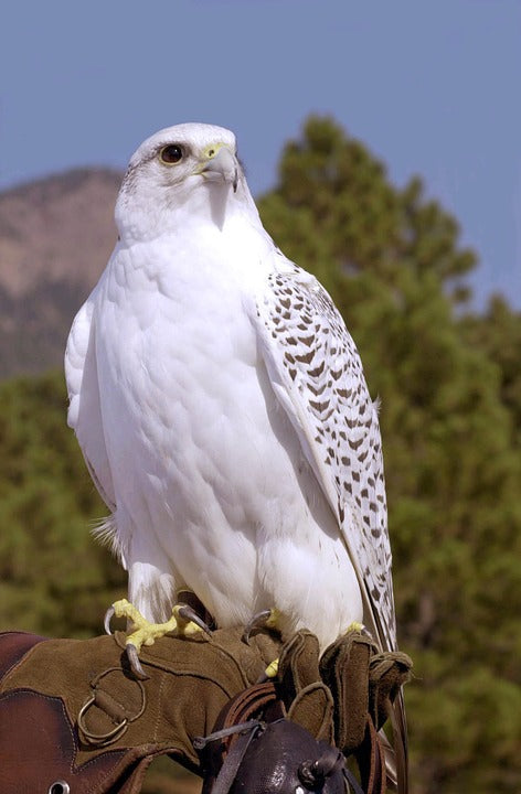 gyrfalcon-perched