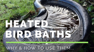  Why You Should Use Heated Bird Baths