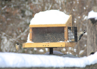  hopper-feeder-in-winter