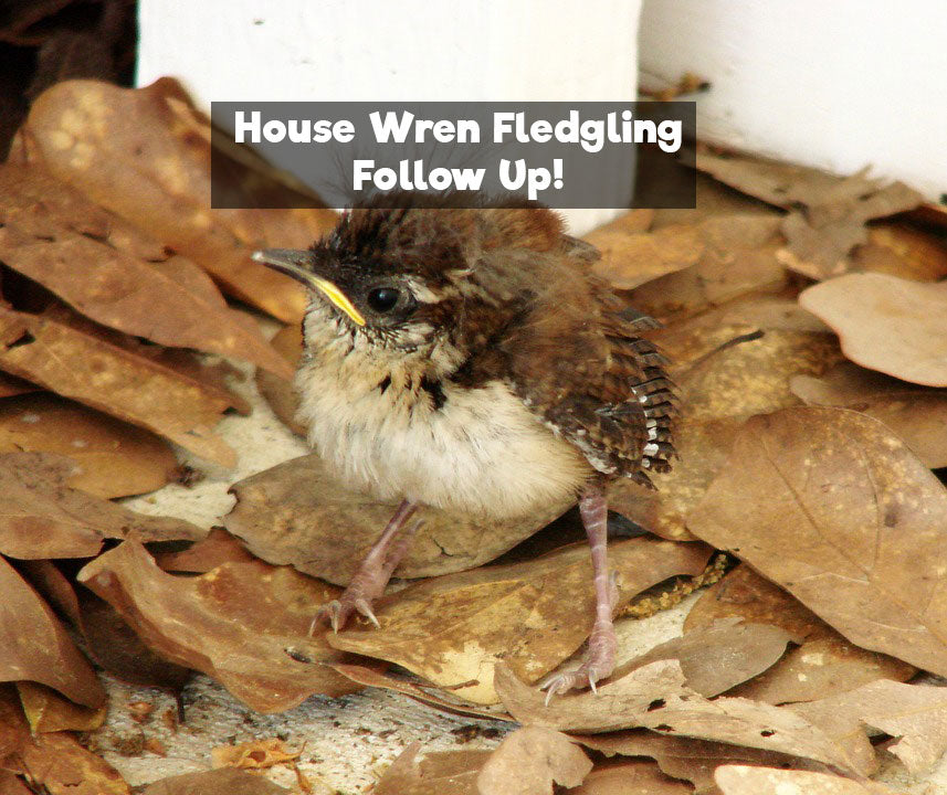 House Wren Fledgling Fun