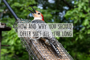  how-and-why-you-should-offer-suet-all-year-long