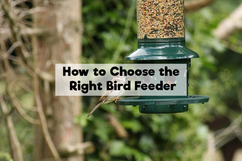 How to Choose the Right Bird Feeder