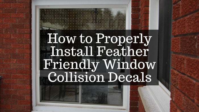 window-collision-decal-installation