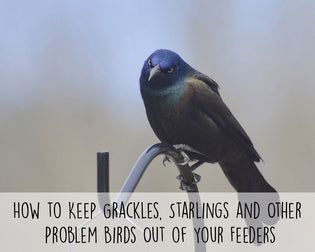  how-to-keep-grackles-and-starlings-out-of-feeders