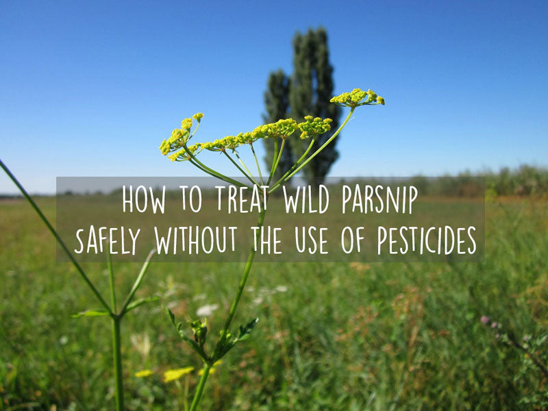 how-to-treat-wild-parsnip