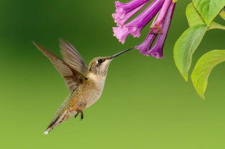  ruby-throated-hummingbird