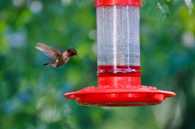 Three Ways to Bring More Hummingbirds to Your Yard
