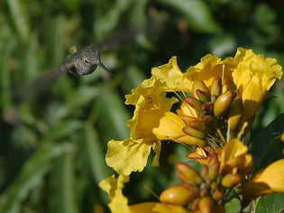  hummingbird-on-flower