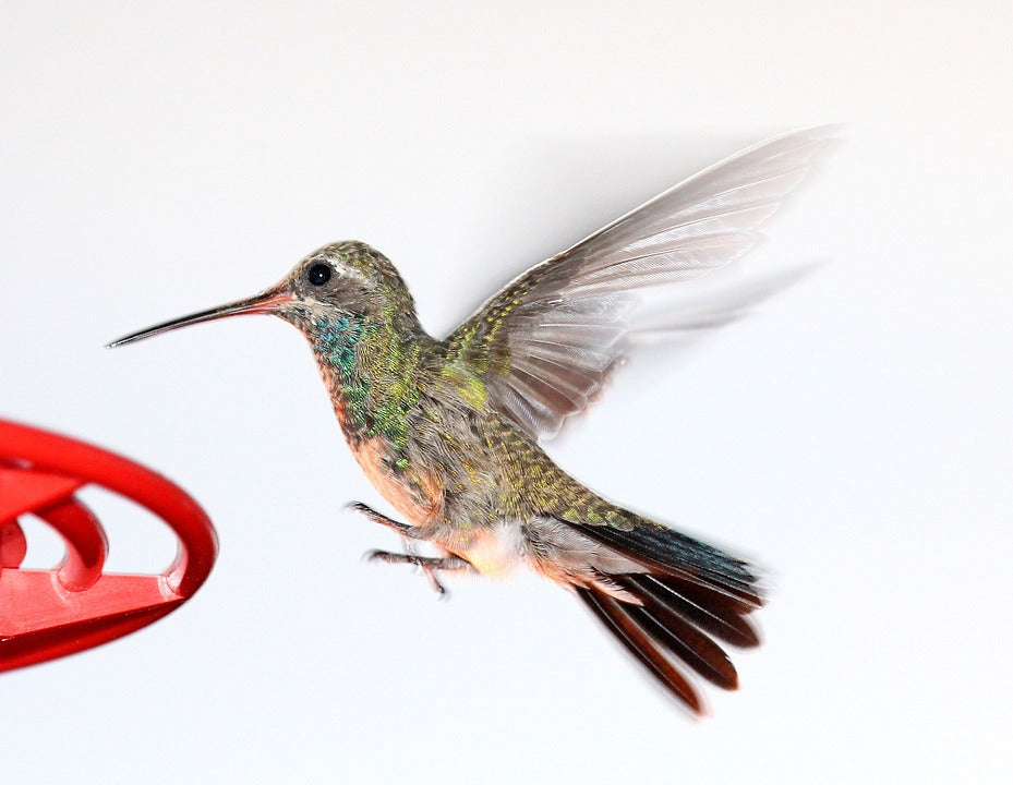 hummingbird-on-feeder