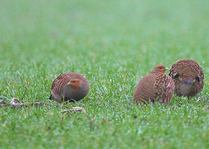 gray-partridge