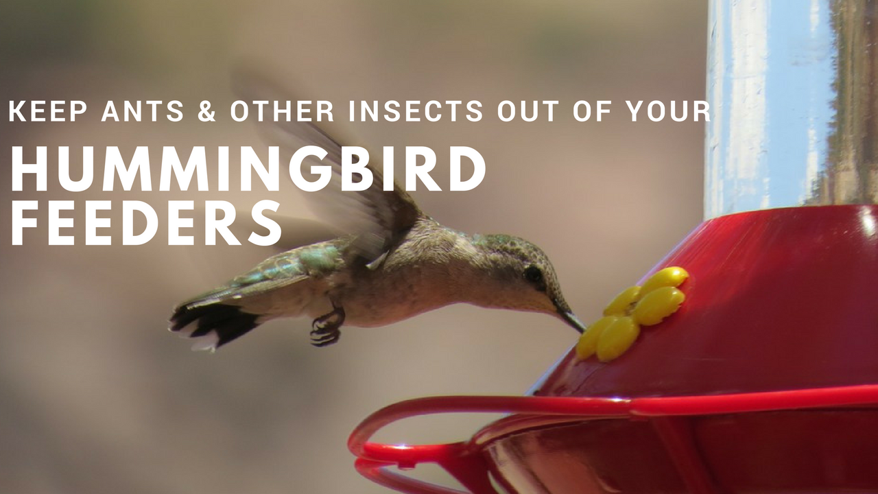 keeping-ants-out-of-your-hummingbird-feeder