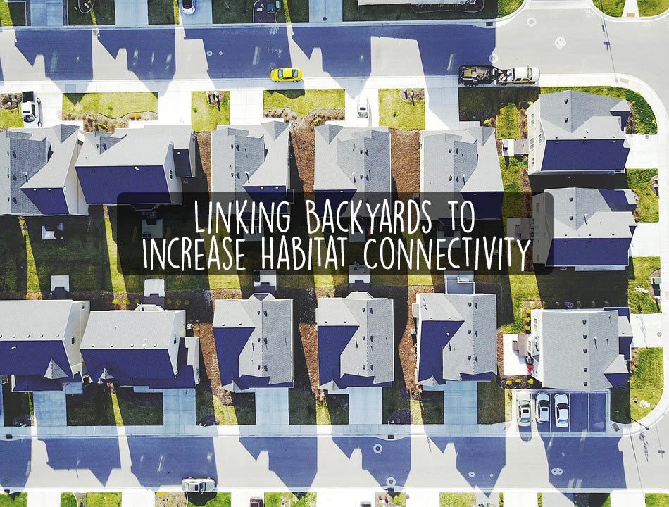 linking-backyards-to-create-habitat-connectivity