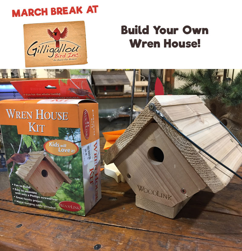 march-break-wren-kit