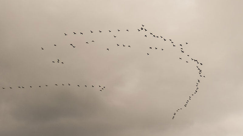 migratory-birds
