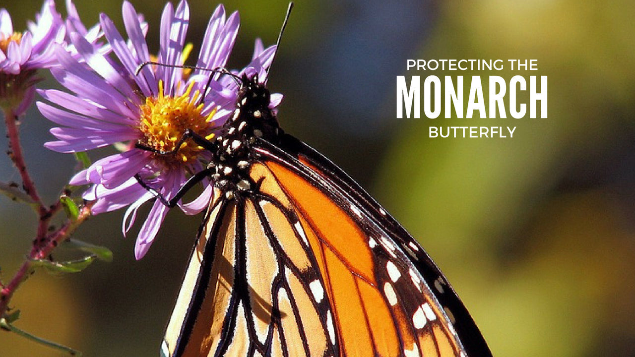 monarch-butterfly