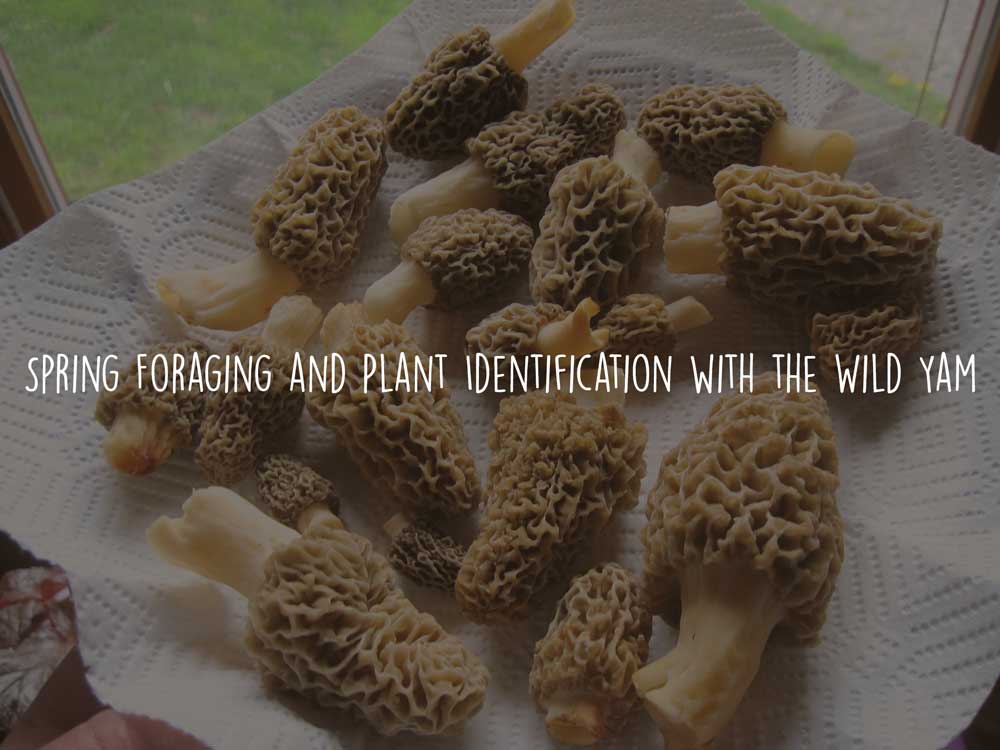 Spring Foraging and Plant Identification with the Wild Yam