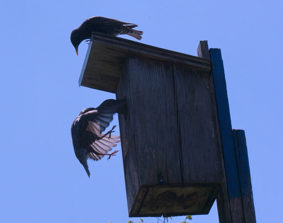 male-and-female-starlings-tending-to-their-young