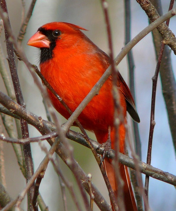 A Few Tips For Attracting Cardinals