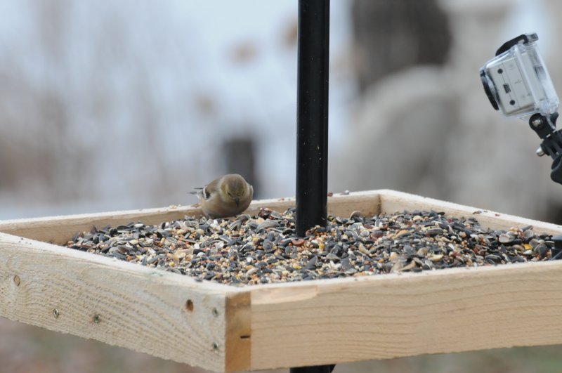 Attract A Wide Variety Of Birds With a Platform Bird Feeder