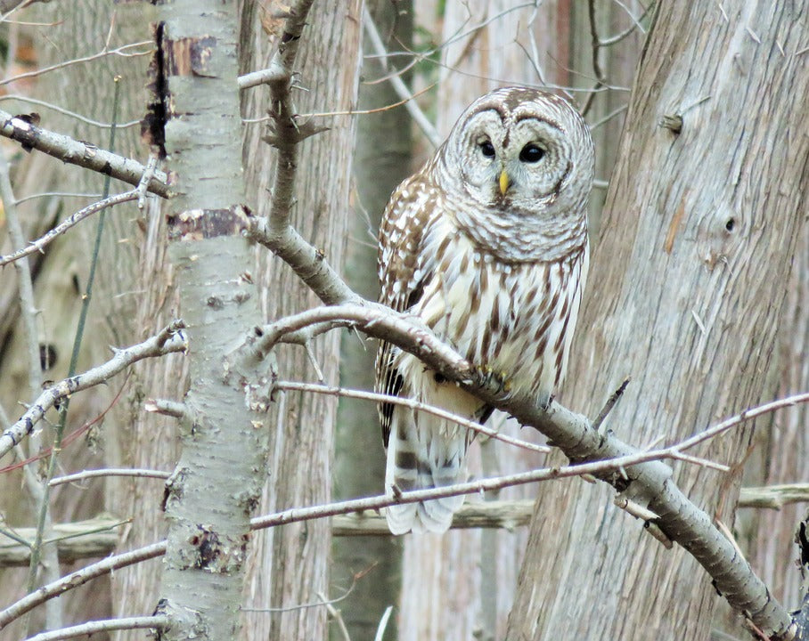 barred-owl-perched