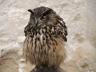  owl-ear-tufts