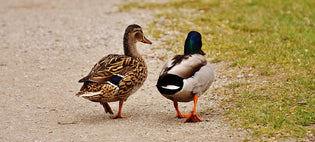  pair-of-mallard-ducks-ontario