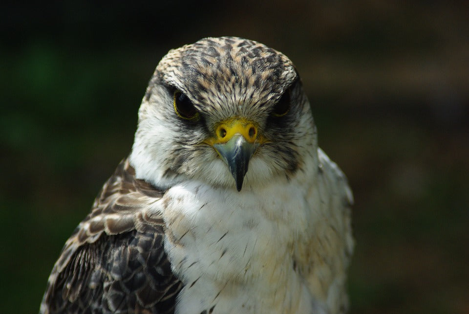 peregrine-falcon