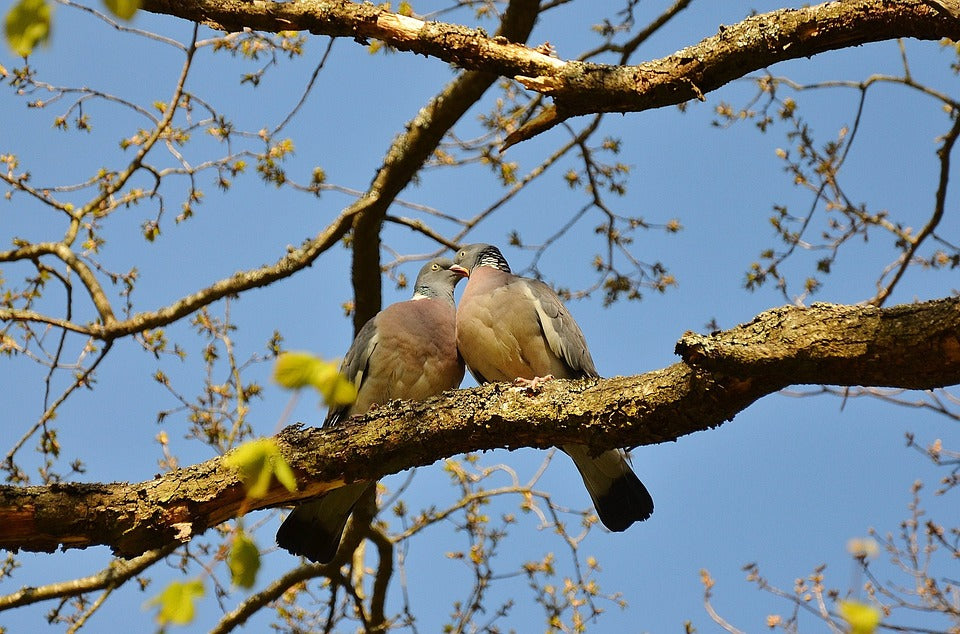 pigeon-courting