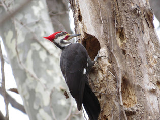  pileated-woodpecker
