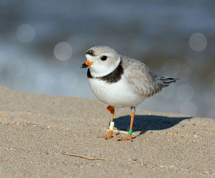 piping-plover-on-the-beach
