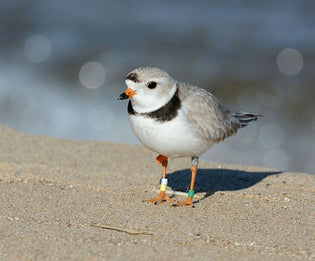  piping-plover-on-the-beach